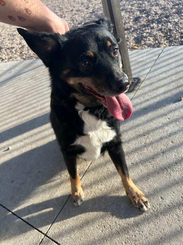 Princess, a ADOPTABLE mixed breed in Seward, NE image 1/2