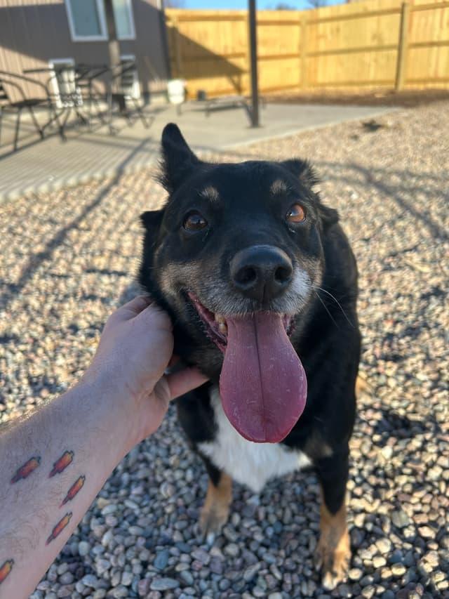 Princess, a ADOPTABLE mixed breed in Seward, NE image 2/2