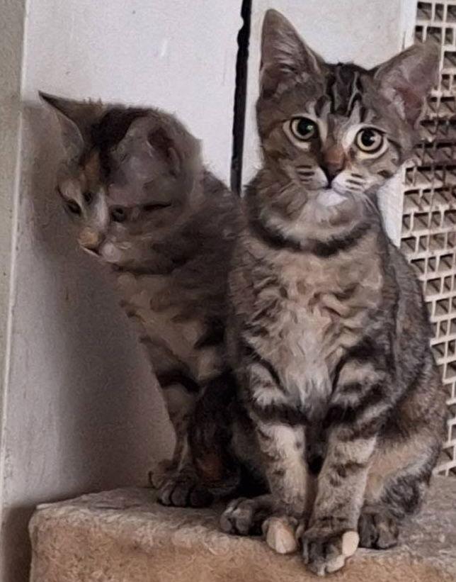 Milly, Adoptable, Kitten Female Domestic Short Hair & Tabby.