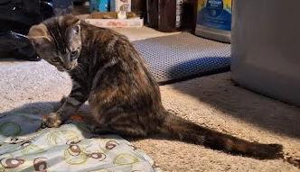 Enlarge Milly, a Adoptable mixed breed in Los Angeles, CA image 2/2