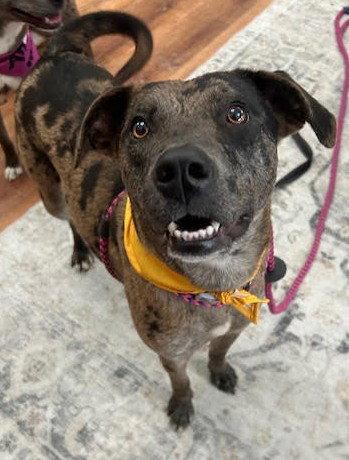 Dynasty *CL*, Adoptable, Young Female Catahoula Leopard Dog.