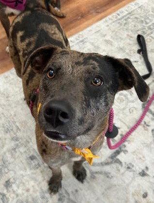 Enlarge Dynasty *CL*, a Adoptable Catahoula Leopard Dog in Kansas City, MO image 2/2