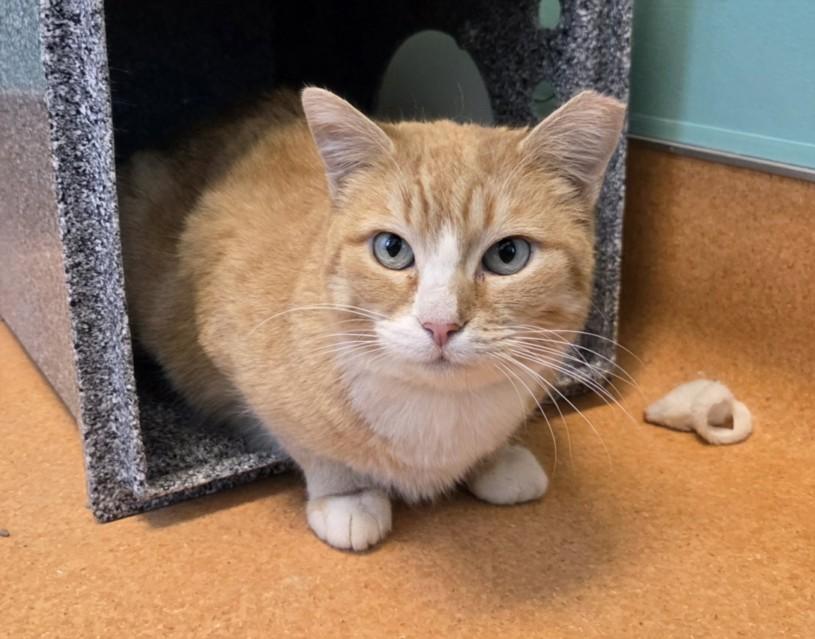 APPLE, Adoptable, Young Female Domestic Long Hair.