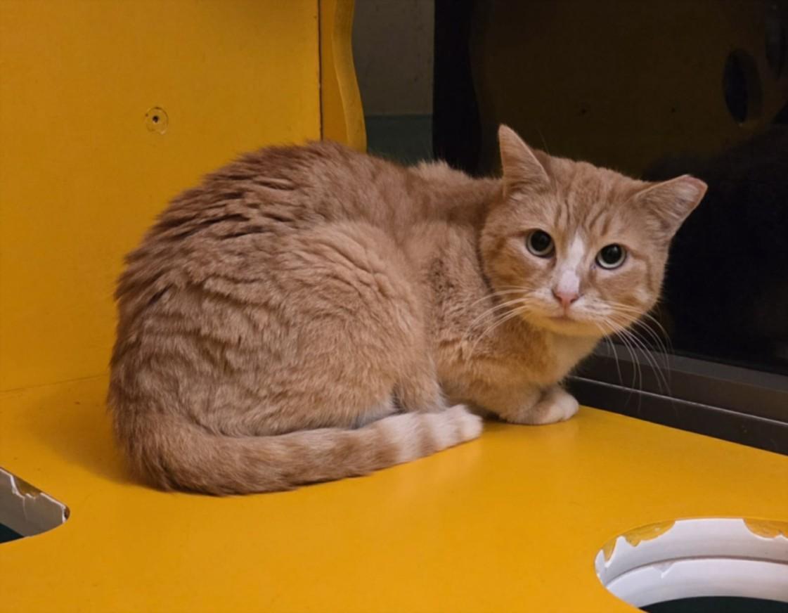 APPLE, Adoptable, Young Female Domestic Long Hair.