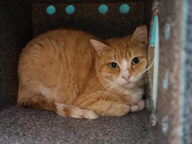 Enlarge APPLE, a Adoptable Domestic Long Hair in Martinez, CA image 1/1