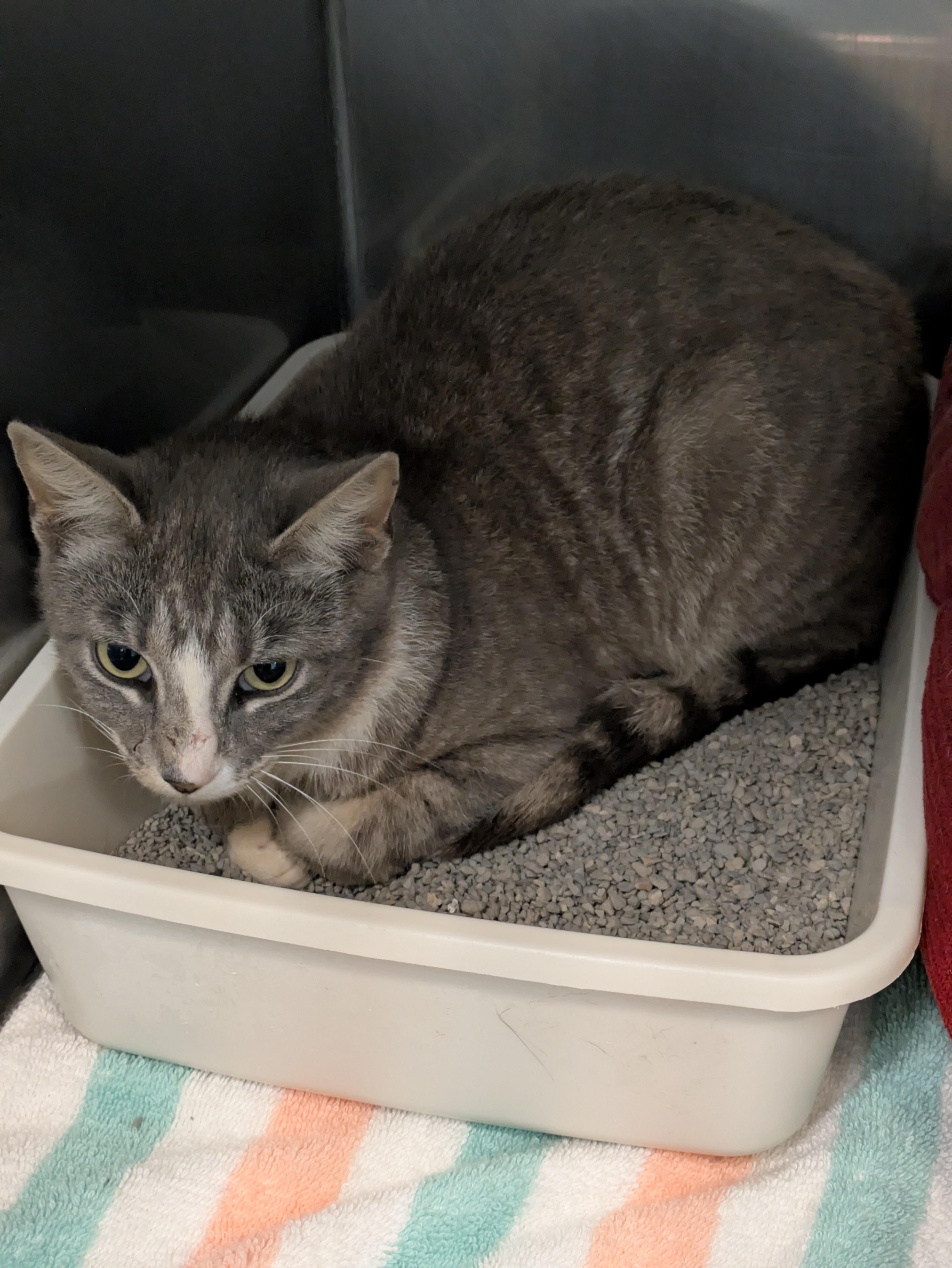 Willow, ADOPTABLE, Adult Female Domestic Short Hair.