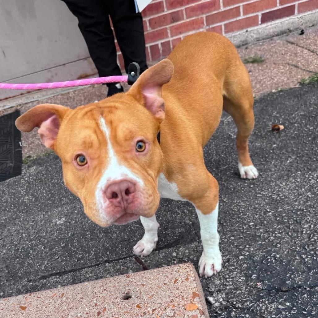 Chuck, Adoptable, Young Male American Staffordshire Terrier.