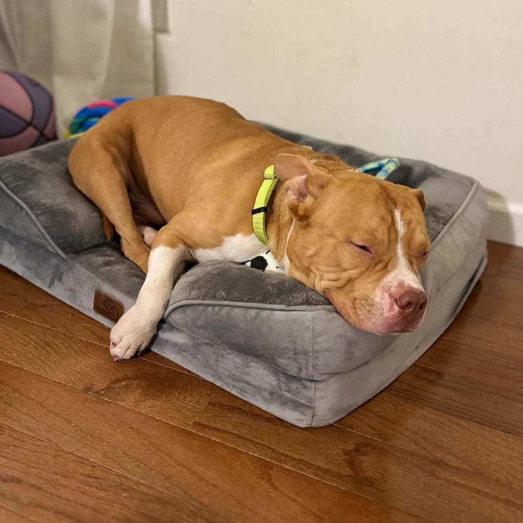 Enlarge Chuck, a Adoptable American Staffordshire Terrier in O'Fallon, MO image 2/4