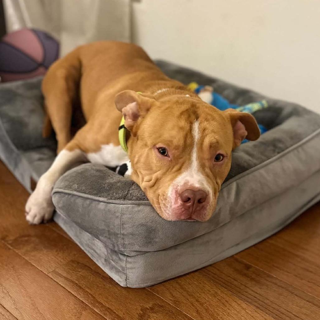 Enlarge Chuck, a Adoptable American Staffordshire Terrier in O'Fallon, MO image 3/4