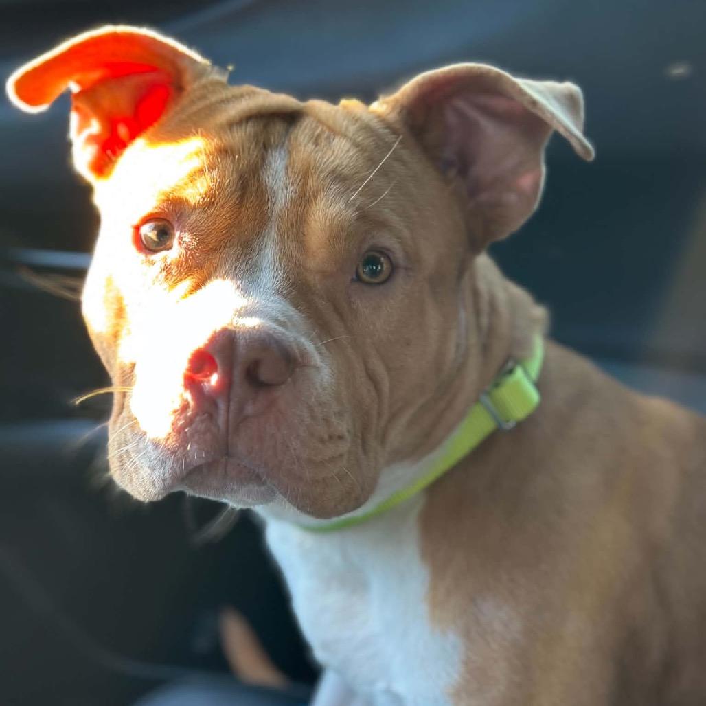 Enlarge Chuck, a Adoptable American Staffordshire Terrier in O'Fallon, MO image 4/4