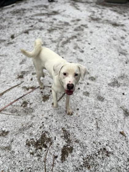 Mishko — thumbnail 2