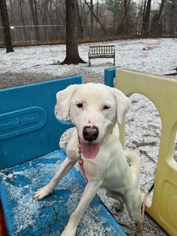 Mishko — thumbnail 3