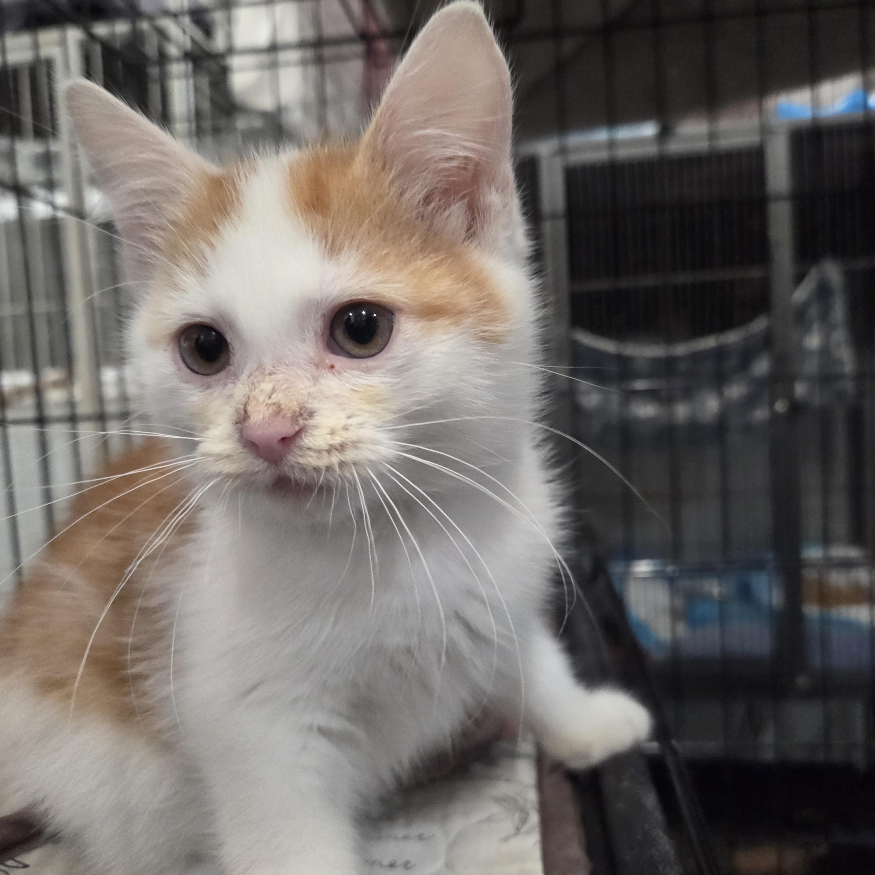 Dasher, ADOPTABLE, Kitten Male Domestic Short Hair.