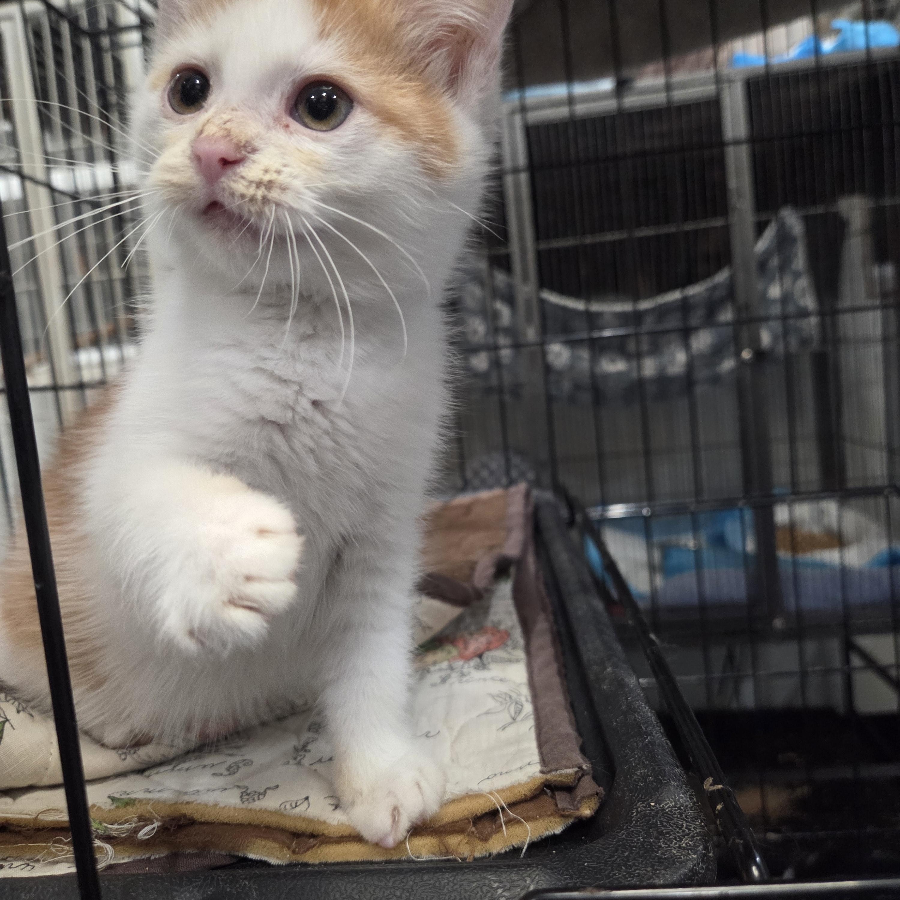 Dasher, a ADOPTABLE Domestic Short Hair in Columbia, MO image 2/3