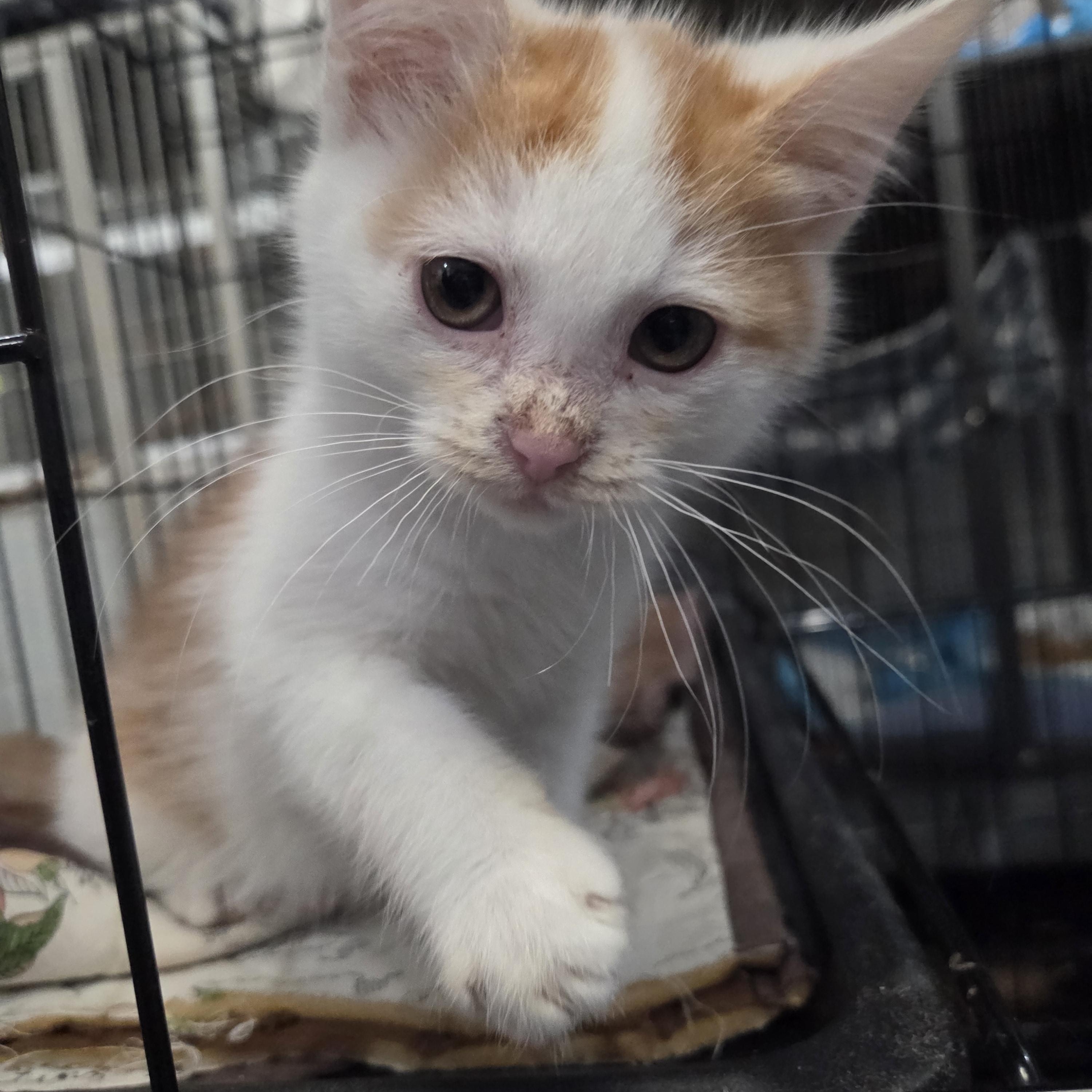 Dasher, a ADOPTABLE Domestic Short Hair in Columbia, MO image 3/3