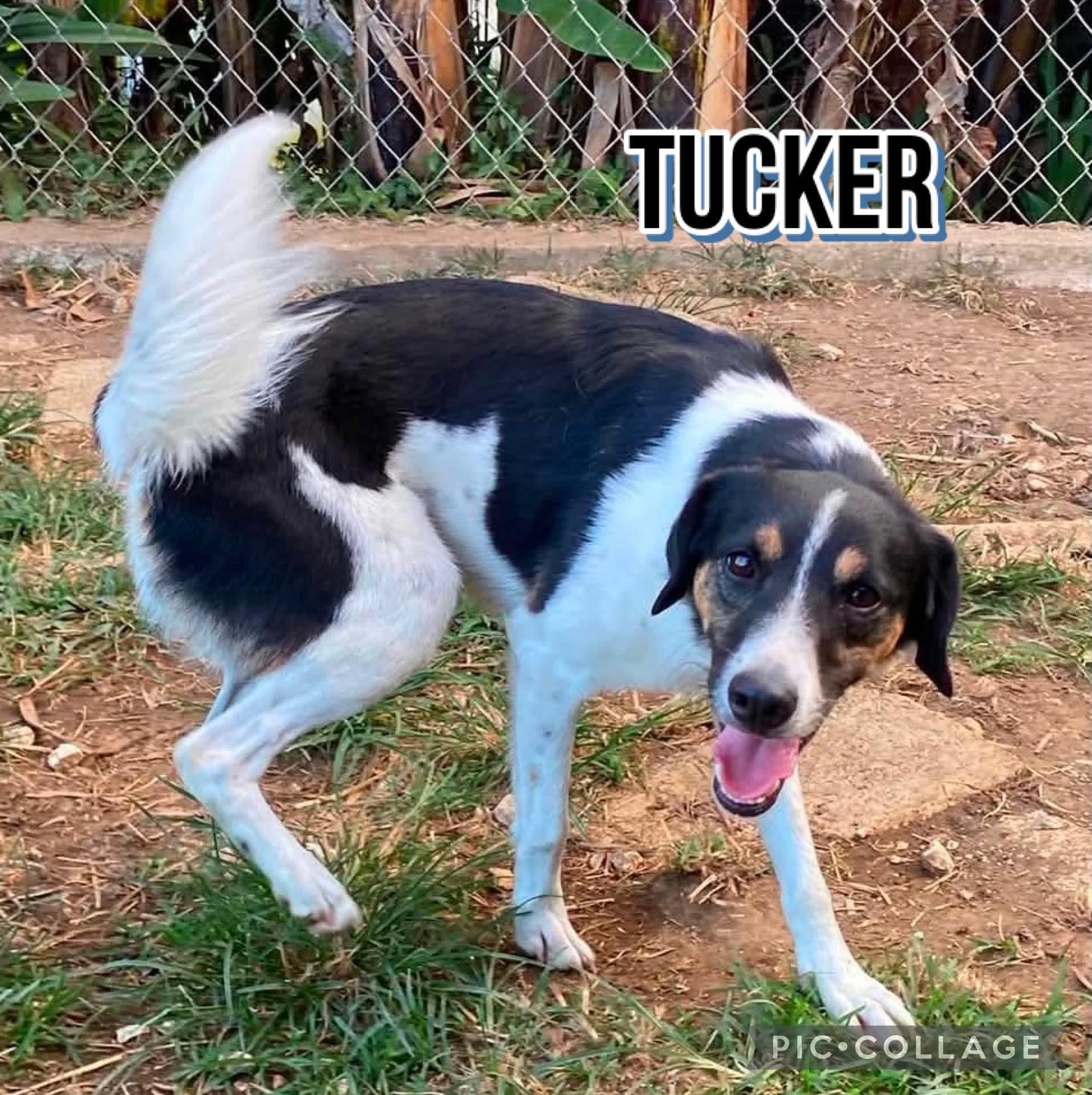 Enlarge TUCKER, a Adopted mixed breed in Villalba, PR image 3/3