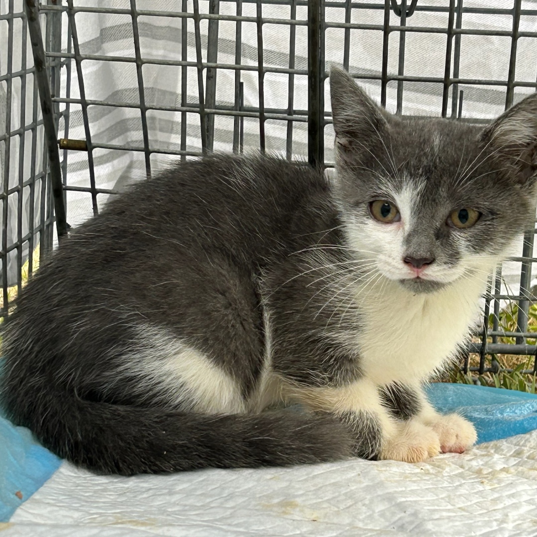 Enlarge Mila, a Adopted Domestic Short Hair in Winchester, VA image 1/1