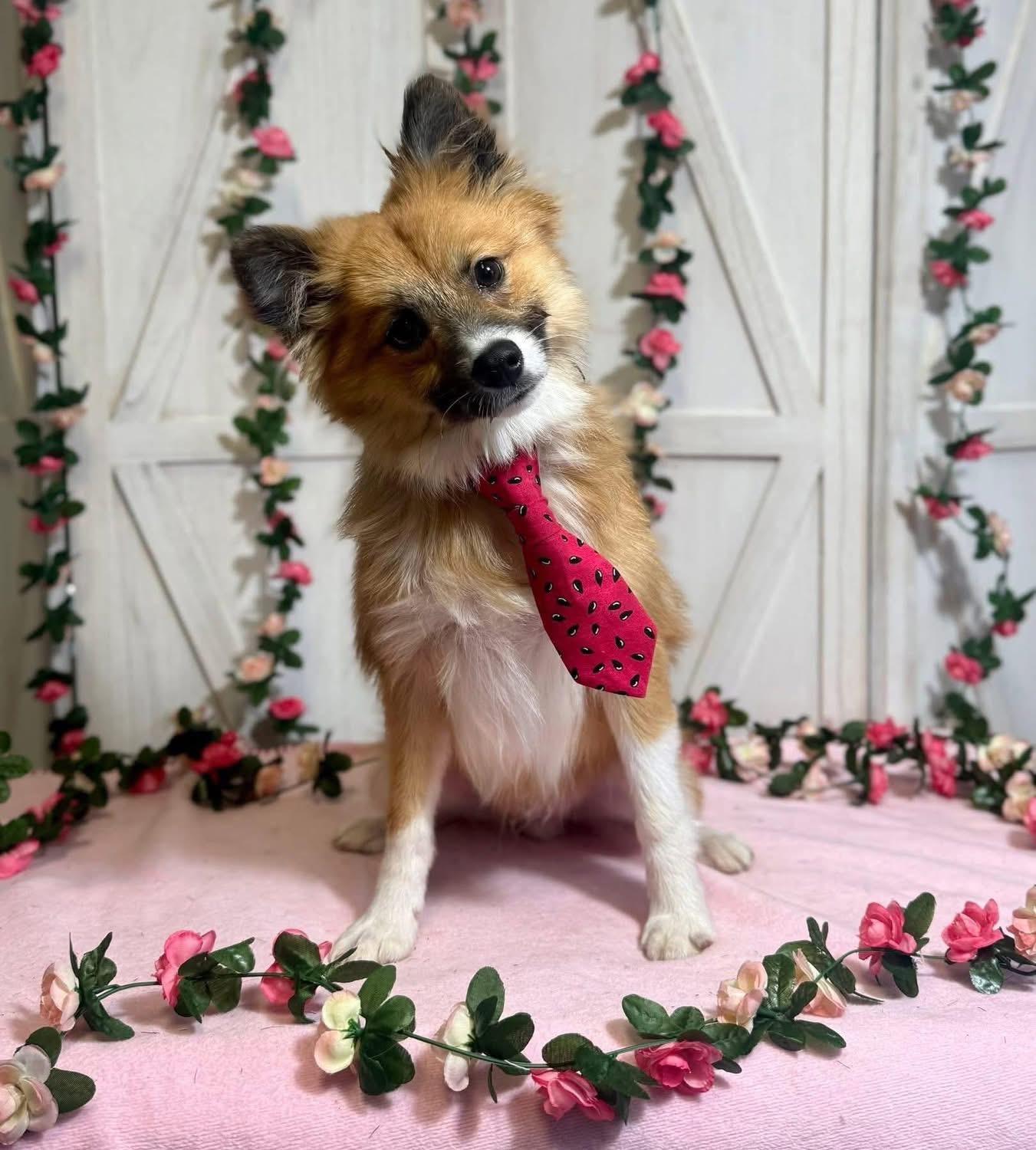 Mack, ADOPTABLE, Puppy Male Pomeranian.