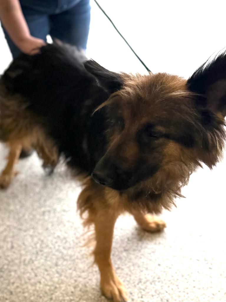 Sunflower, Adoptable, Adult Female German Shepherd Dog.
