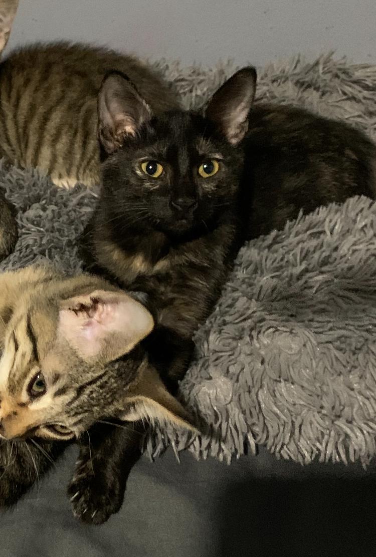 Annabelle, a Adoptable Domestic Short Hair in Los Angeles, CA image 1/3