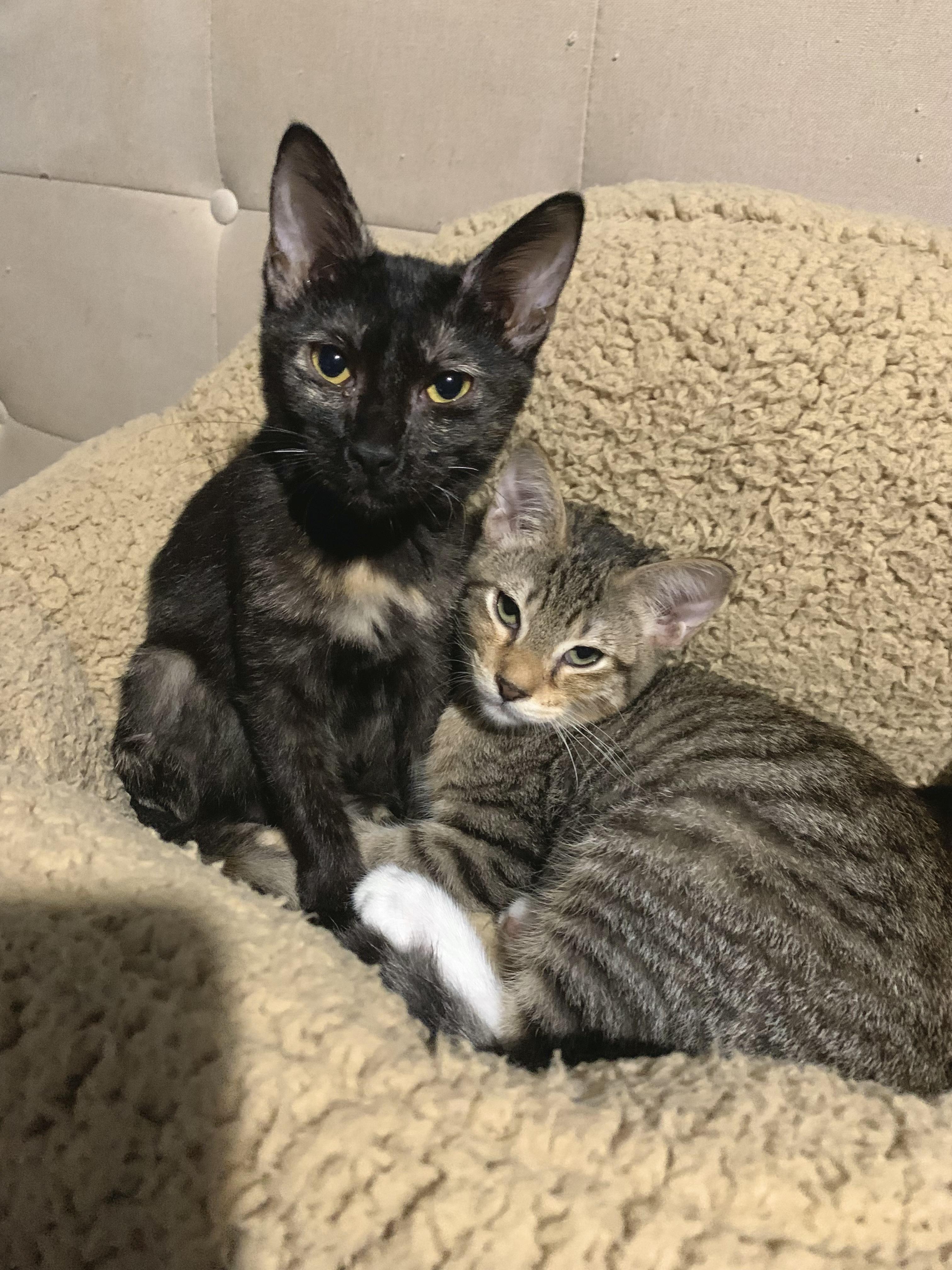 Annabelle, a Adoptable Domestic Short Hair in Los Angeles, CA image 2/3