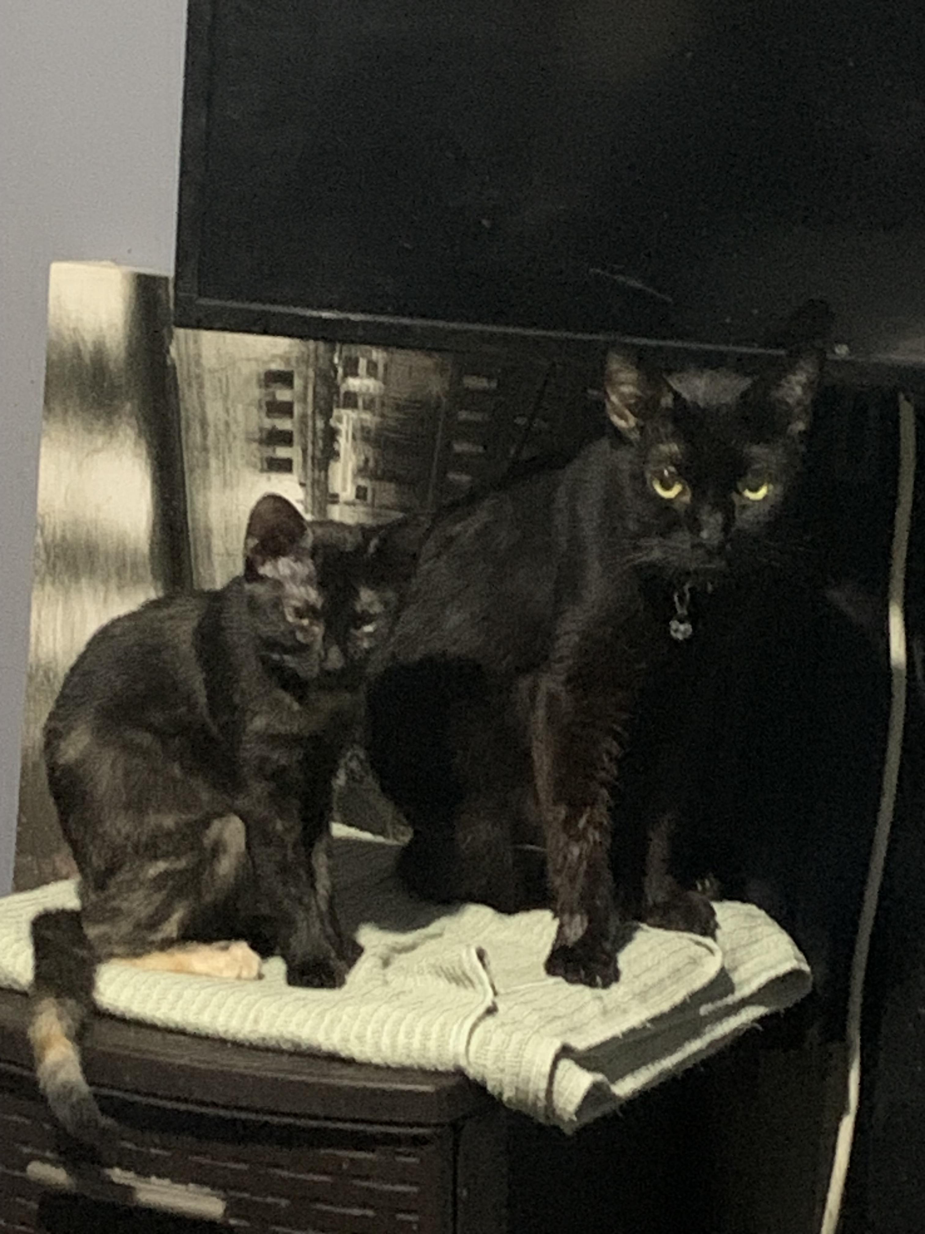 Annabelle, a Adoptable Domestic Short Hair in Los Angeles, CA image 3/3