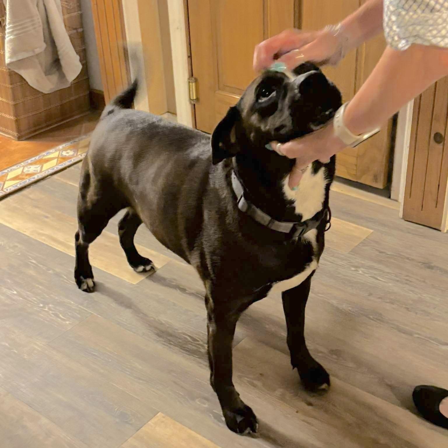 Enlarge Schmidt, a Adoptable mixed breed in Corpus Christi, TX image 5/6