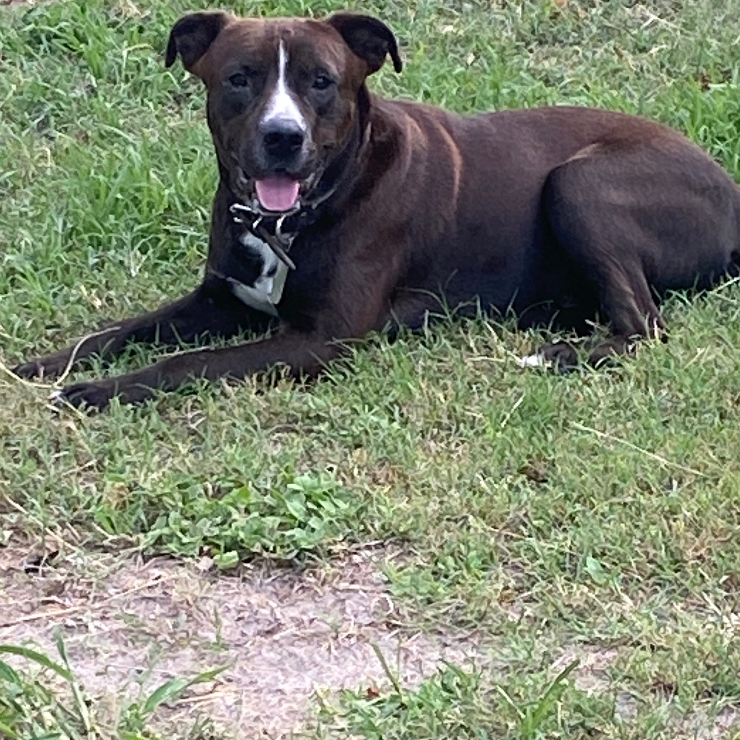 Schmidt, Adoptable, Senior Male Terrier & Retriever.