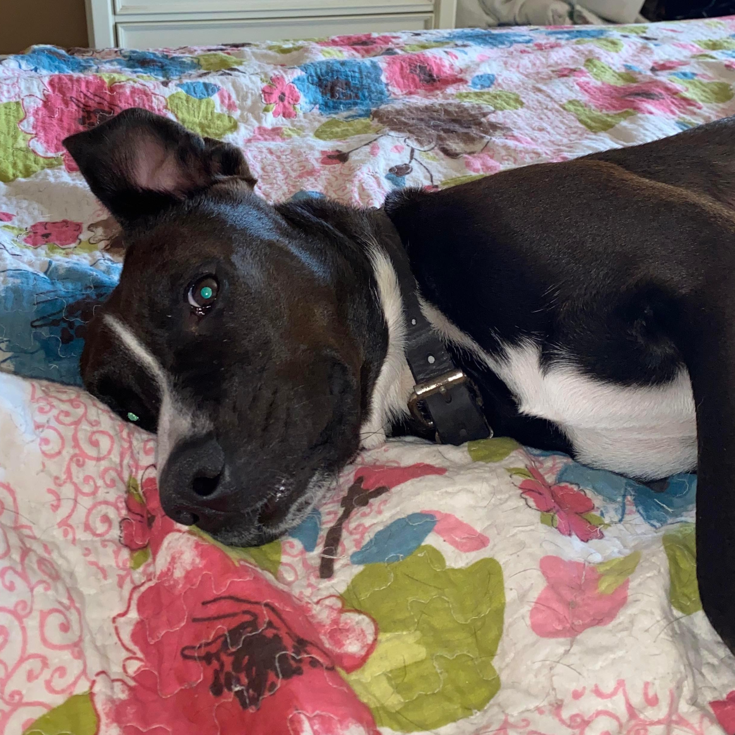 Enlarge Schmidt, a Adoptable mixed breed in Corpus Christi, TX image 6/6