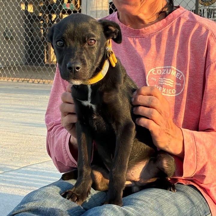 Enlarge Juliet, a ADOPTABLE mixed breed in Oklahoma City, OK image 1/1