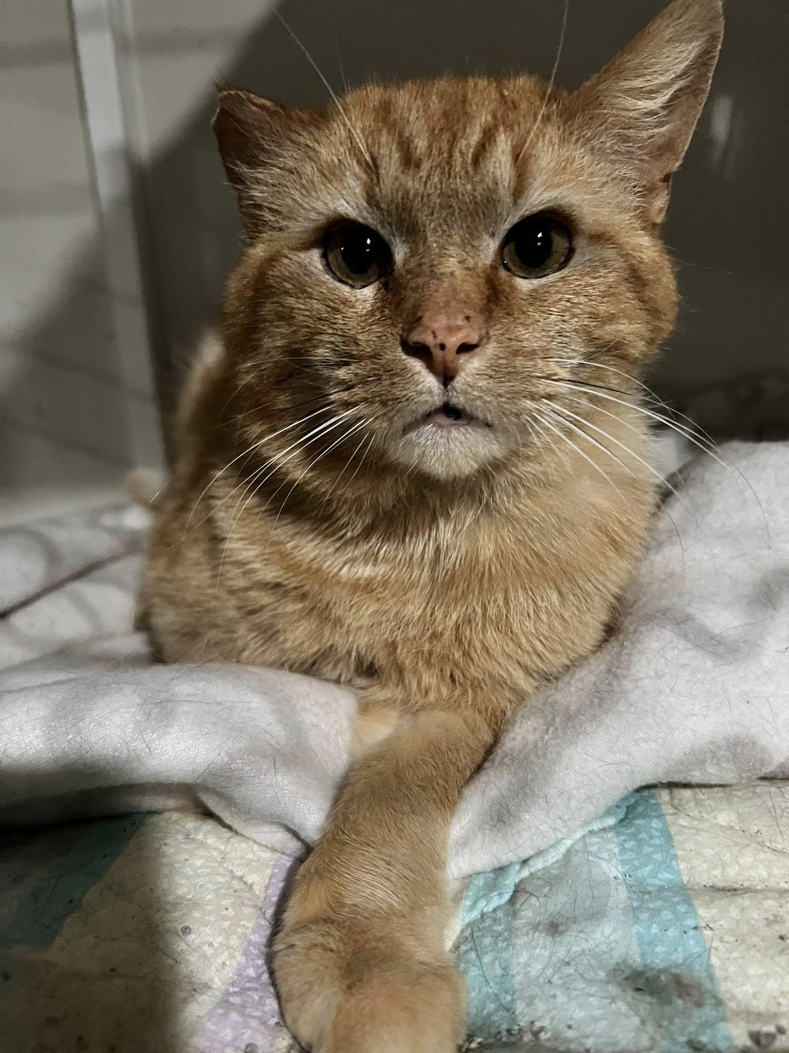 Enlarge Trenton, a Adoptable Domestic Short Hair in Cleveland, OH image 4/6