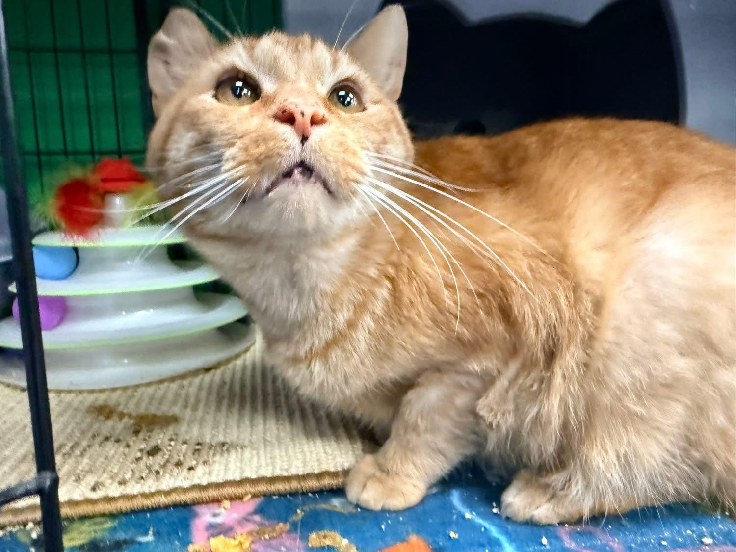 Enlarge Trenton, a Adoptable Domestic Short Hair in Cleveland, OH image 4/6