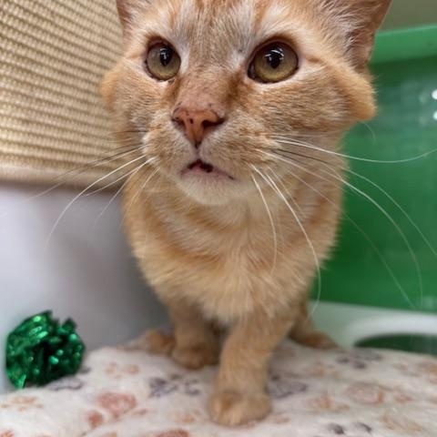 Enlarge Trenton, a Adoptable Domestic Short Hair in Cleveland, OH image 2/6