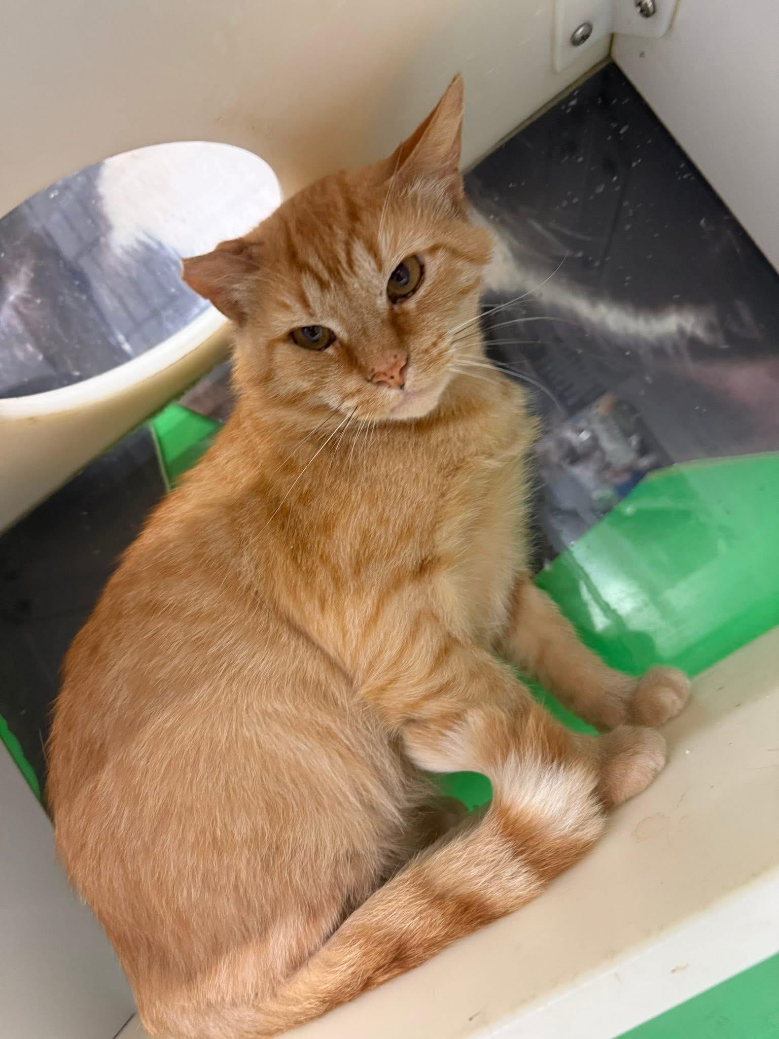 Enlarge Trenton, a Adoptable Domestic Short Hair in Cleveland, OH image 1/6