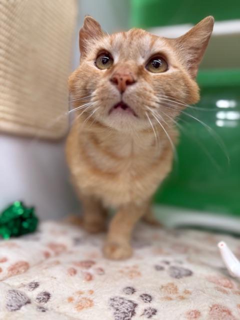 Enlarge Trenton, a Adoptable Domestic Short Hair in Cleveland, OH image 3/6