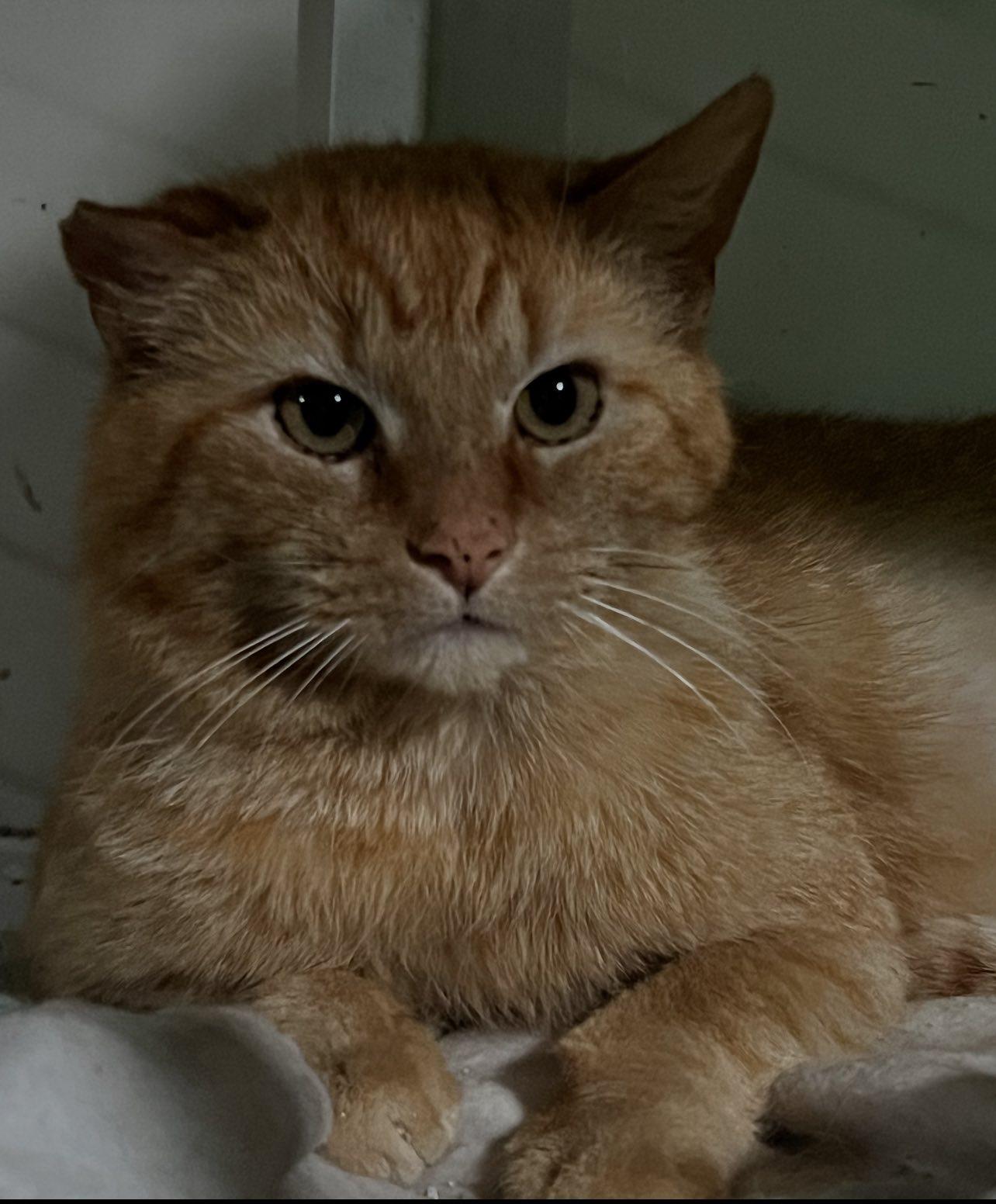 Enlarge Trenton, a Adoptable Domestic Short Hair in Cleveland, OH image 5/6