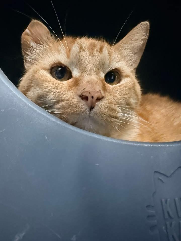 Enlarge Trenton, a Adoptable Domestic Short Hair in Cleveland, OH image 5/6