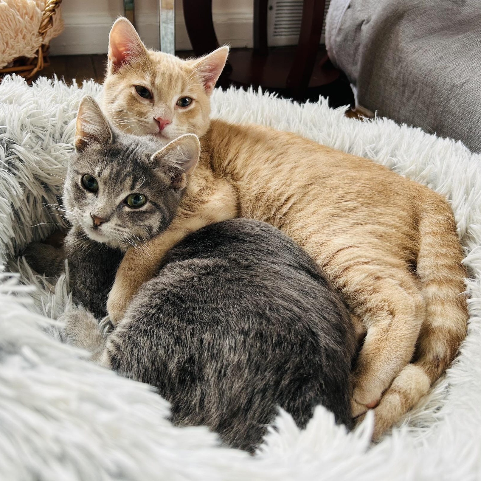 Lucy Lollipop, an adoptable Tabby, Silver in Oak Park, MI, 48237 | Photo Image 3