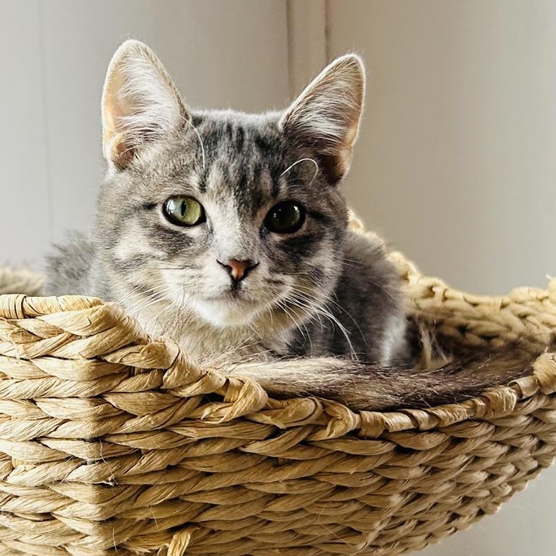 Lucy Lollipop, an adoptable Tabby, Silver in Oak Park, MI, 48237 | Photo Image 2