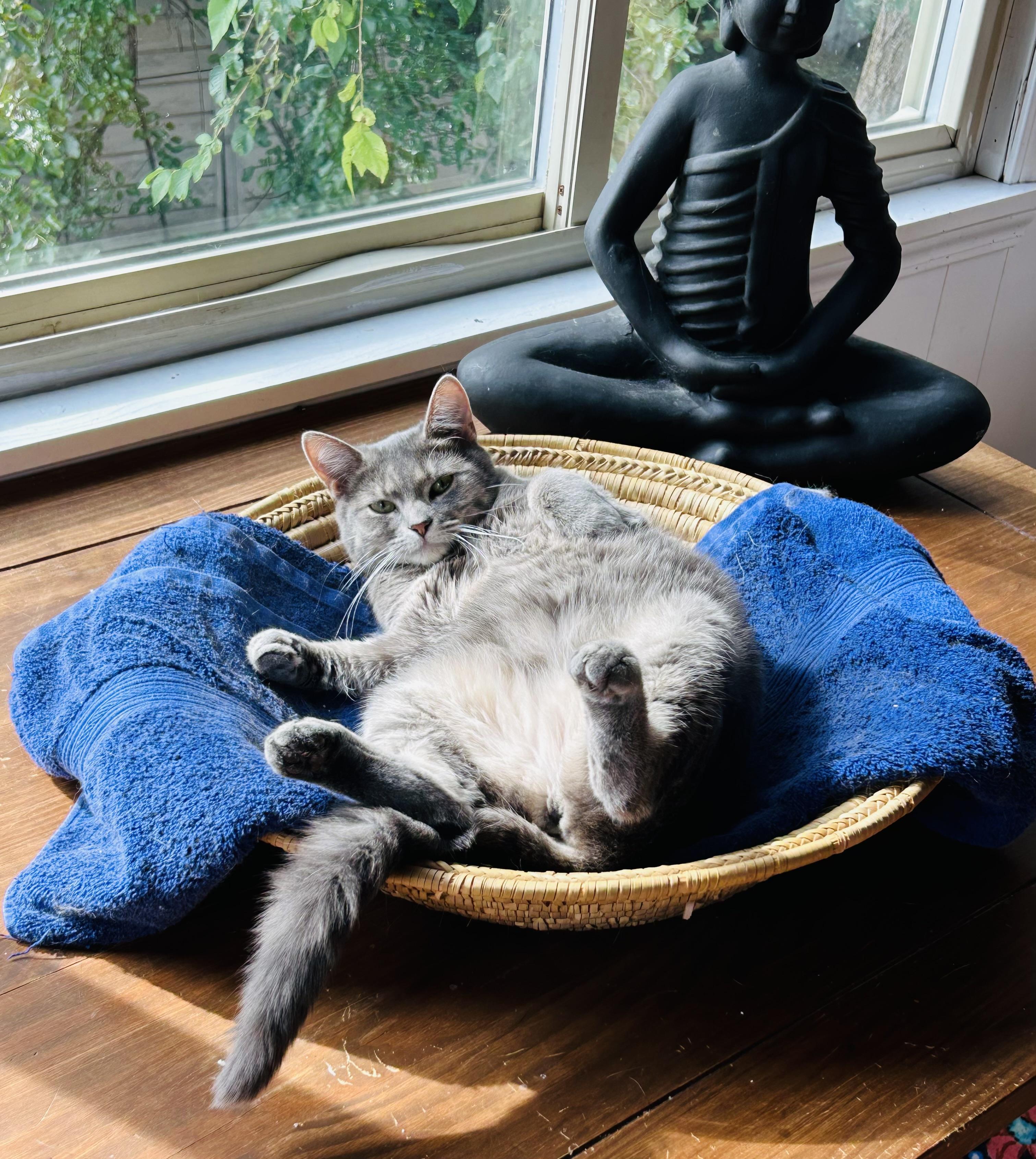 Lucy Lollipop, an adoptable Tabby, Silver in Oak Park, MI, 48237 | Photo Image 1