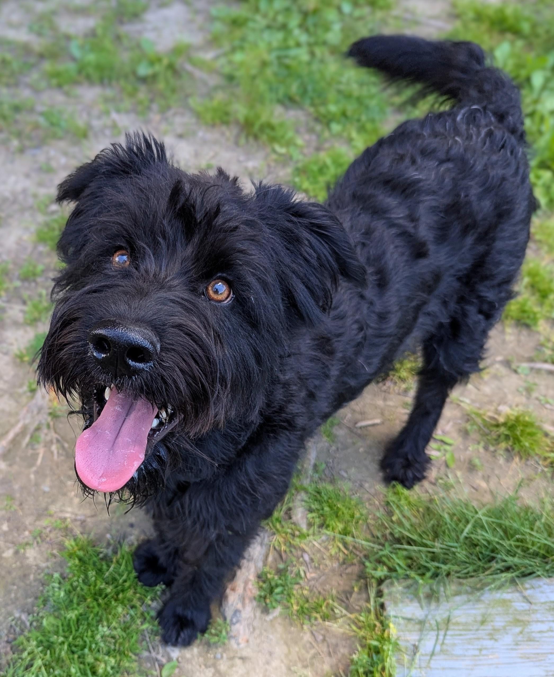 Bruno, adopted, Young Male Poodle.