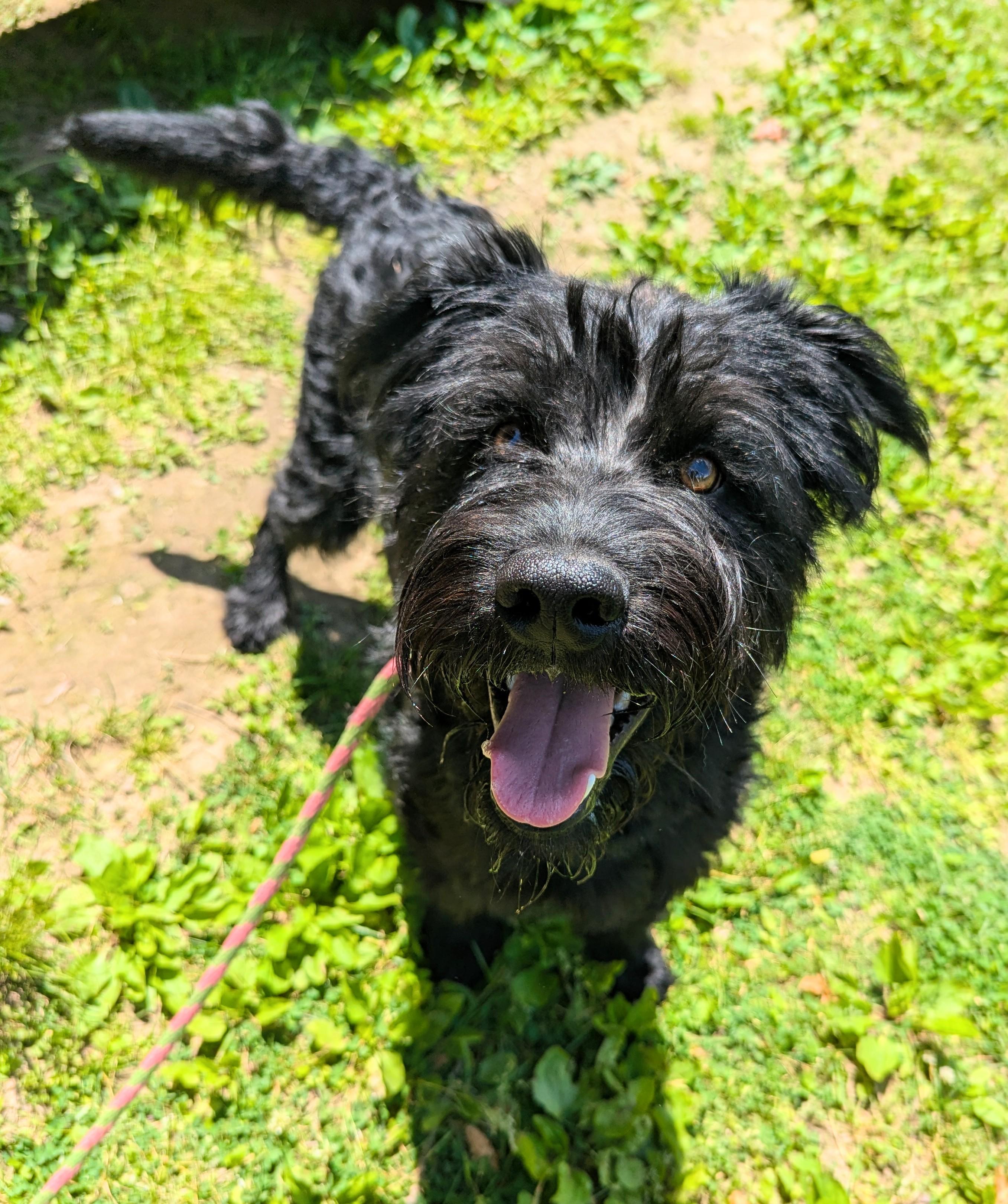Enlarge Bruno, an adopted mixed breed in New Windsor, NY image 3/3