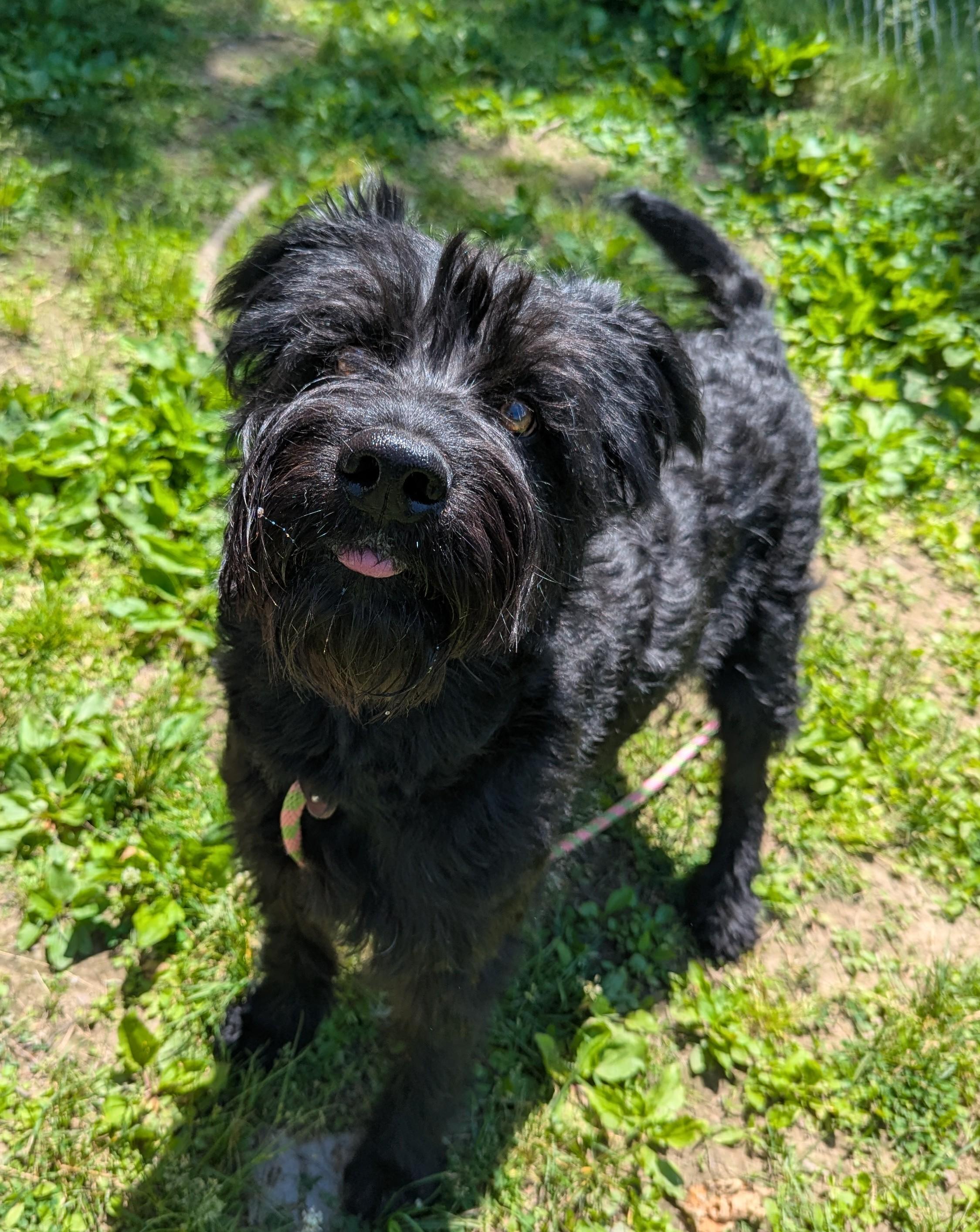 Enlarge Bruno, an adopted mixed breed in New Windsor, NY image 2/3