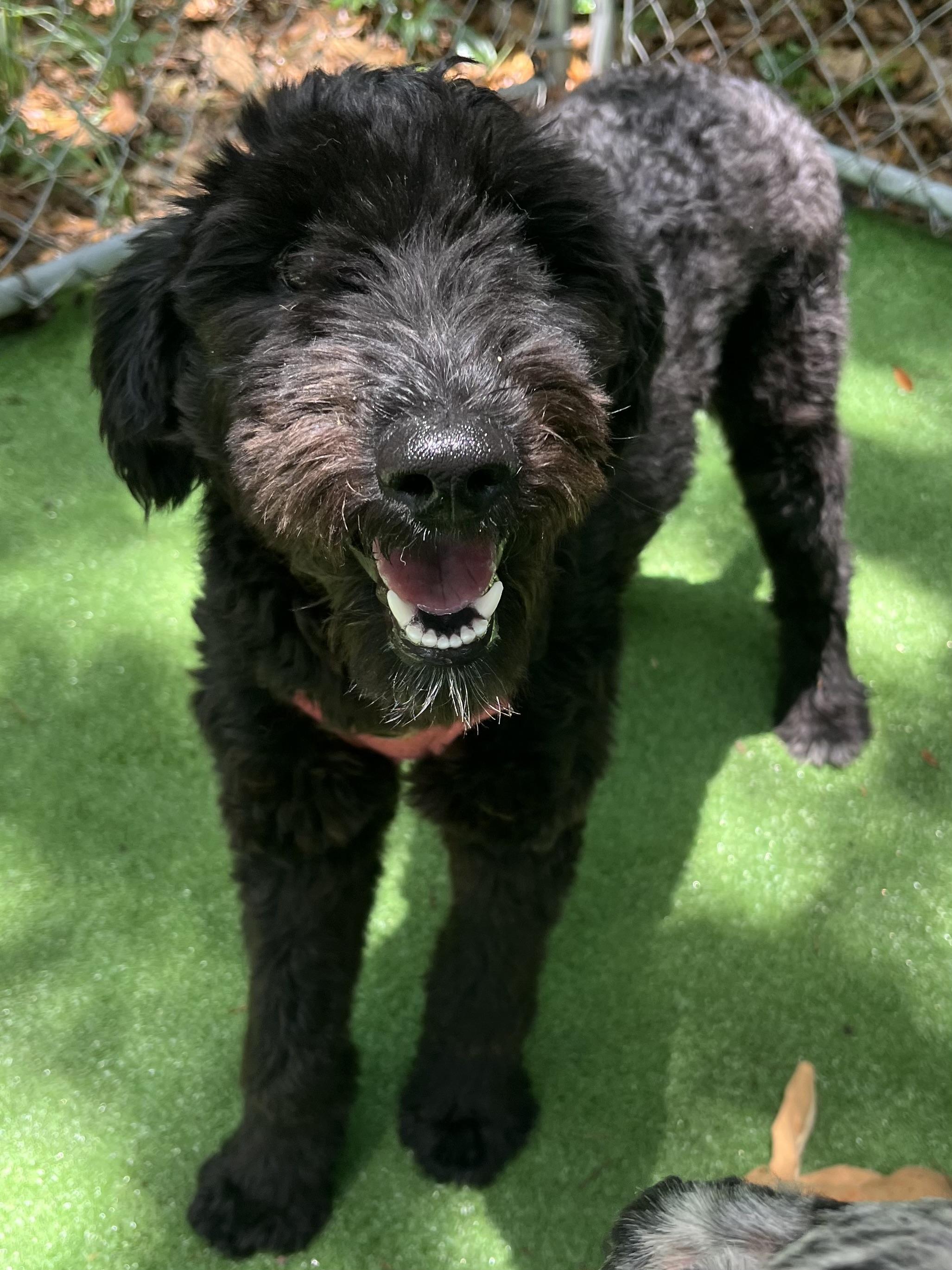 Enlarge Daisy, an adopted mixed breed in Barnwell , SC image 5/6