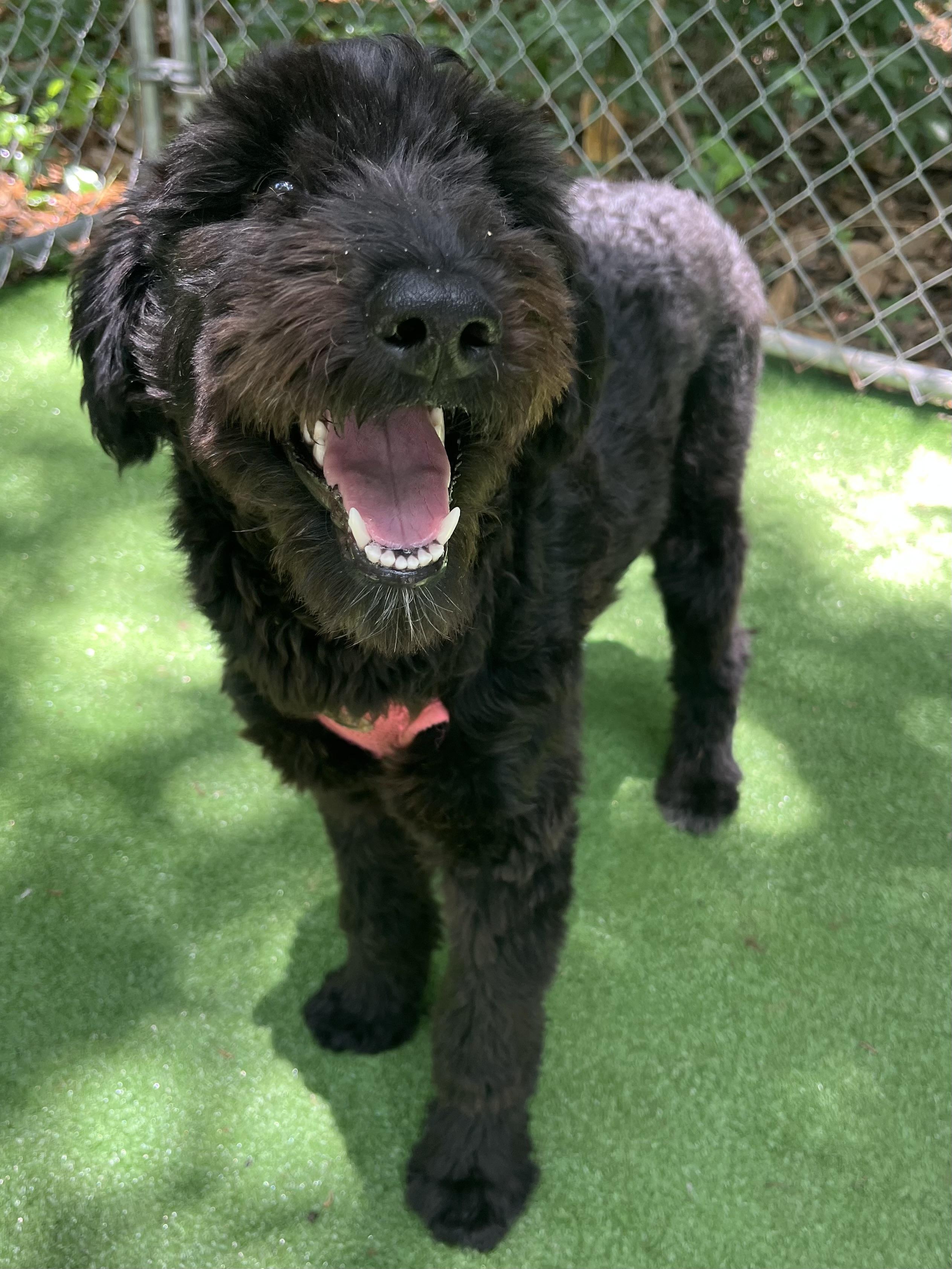 Enlarge Daisy, an adopted mixed breed in Barnwell , SC image 6/6