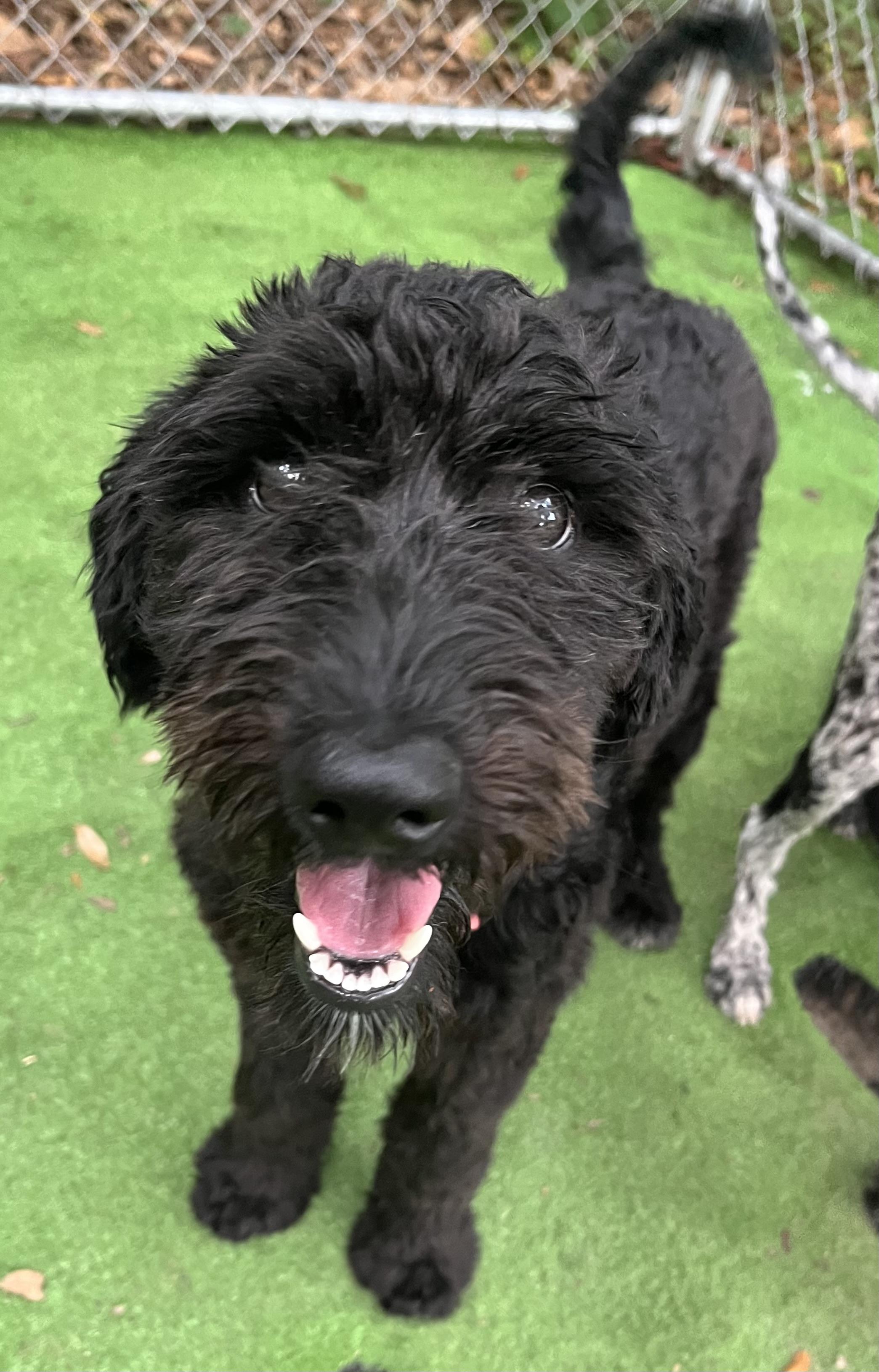 Daisy, adopted, Puppy Female Aussiedoodle & Mixed Breed.