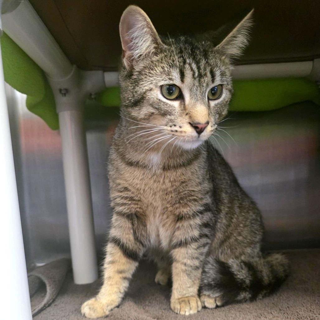 Enlarge Chili Mac, a Adoptable Domestic Short Hair in Fort Wayne, IN image 1/1