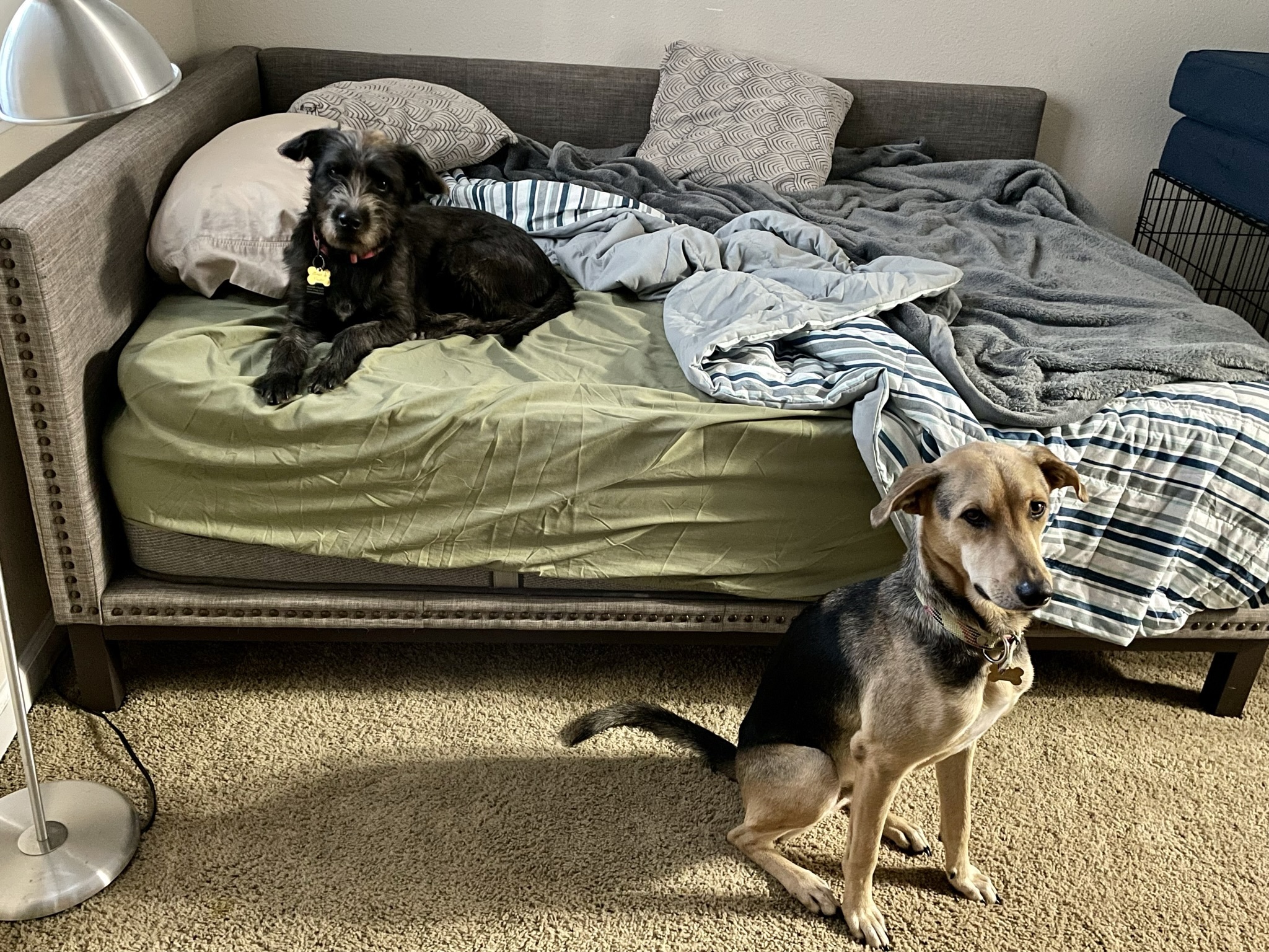 Gabriel, Adopted, Young Male Labrador Retriever & German Shepherd Dog.