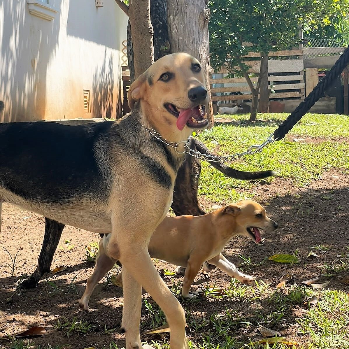 Enlarge Gabriel, a Adopted mixed breed in Incline Village, NV image 2/10