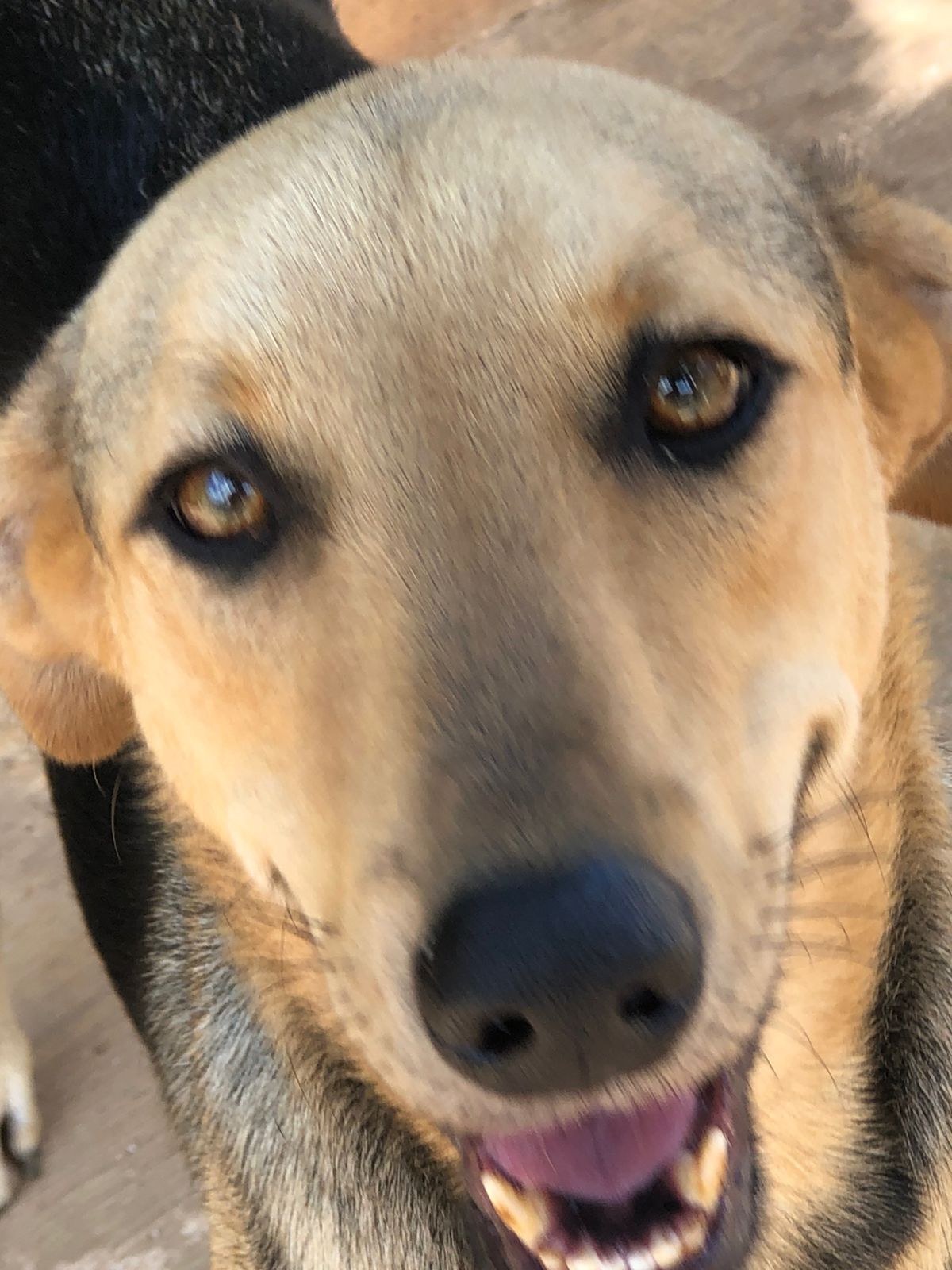 Enlarge Gabriel, a Adopted mixed breed in Incline Village, NV image 3/10